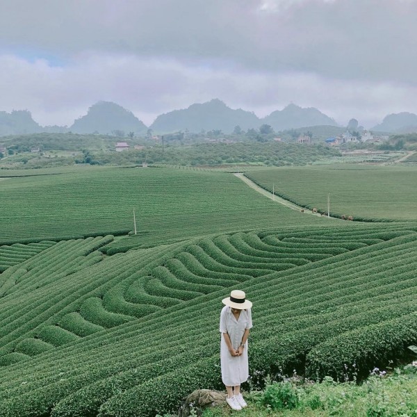Màu xanh ngút ngàn của những đồi chè Mộc Châu luôn hấp dẫn các bước chân xê dịch (ảnh: @kieutom)
