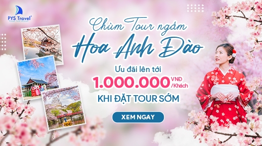 Tour ngắm hoa Anh Đào 2025