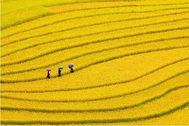 hoàng su phì hà giang