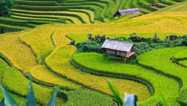 mu-cang-chai-pys-travel004