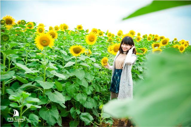 huong-duong-nghe-an-pystravel-04
