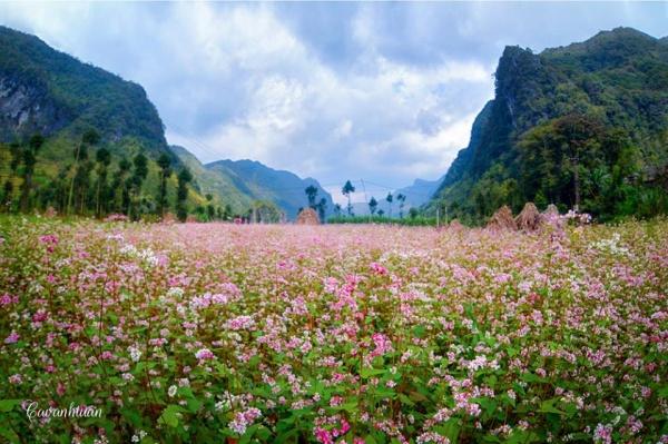 Cánh đồng hoa tam giác mạch. Ảnh: NAG Cao Anh Tuan