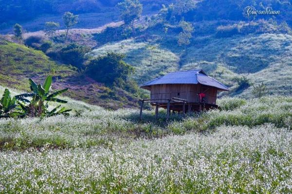 Thung lũng cải trắng tại Mộc Châu. Ảnh: NAG Cao Anh Tuan