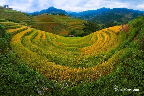 Ruộng bậc thang Mù Cang Chải. Ảnh: NAG Cao Anh Tuan