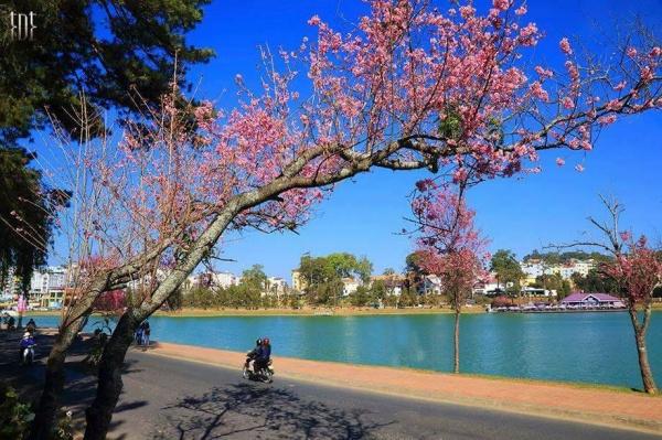 mai-anh-dao-da-lat-pys-travel001 (2)