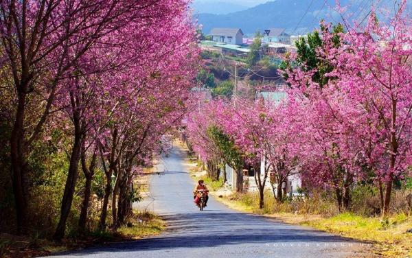 mai-anh-dao-da-lat-pys-travel004 (2)