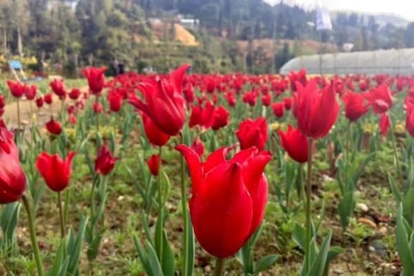 Chẳng cần đi tận Châu Âu, Lào Cai cũng có vườn hoa tulip cực đẹp cho bạn  check-in