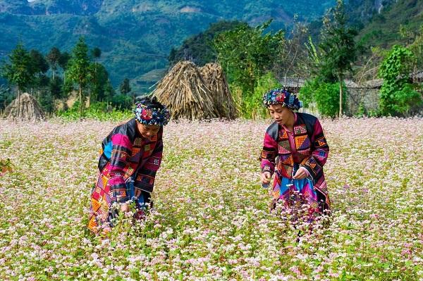 Đến với Lễ hội hoa tam giác mạch, du khách sẽ được hòa mình vào cuộc sống sinh hoạt của đồng bào dân tộc Mông