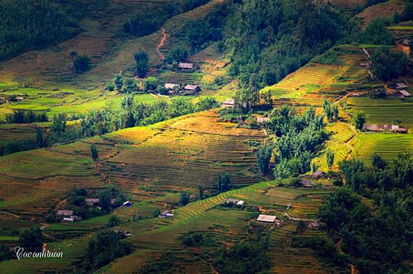 Sapa mùa lúa chín ( Ảnh: Cao Anh Tuan) 