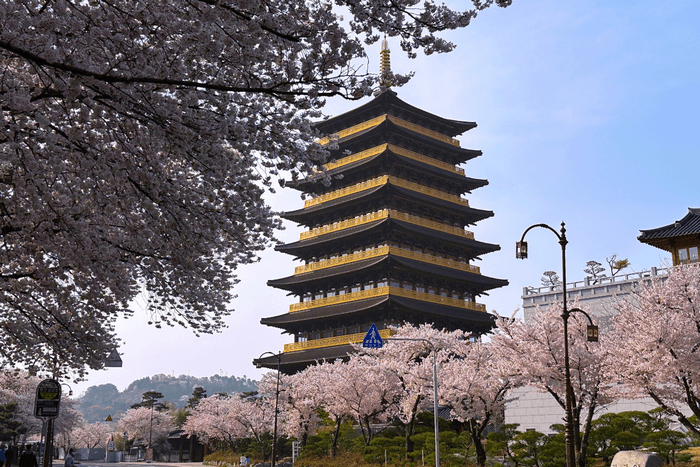 Thành phố ven biển Gyeongju, con đường hoa anh đào Hàn Quốc