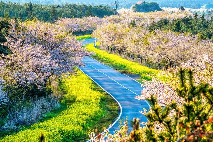 đảo jeju, hoa anh đào Hàn Quốc