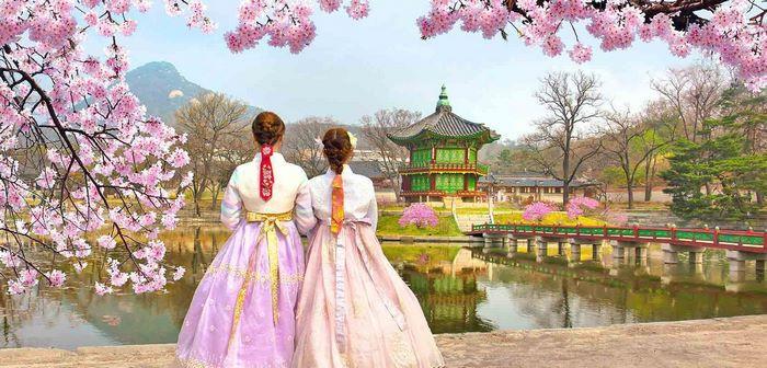 Thuê Hanbok check-in hoa anh đào hàn quốc