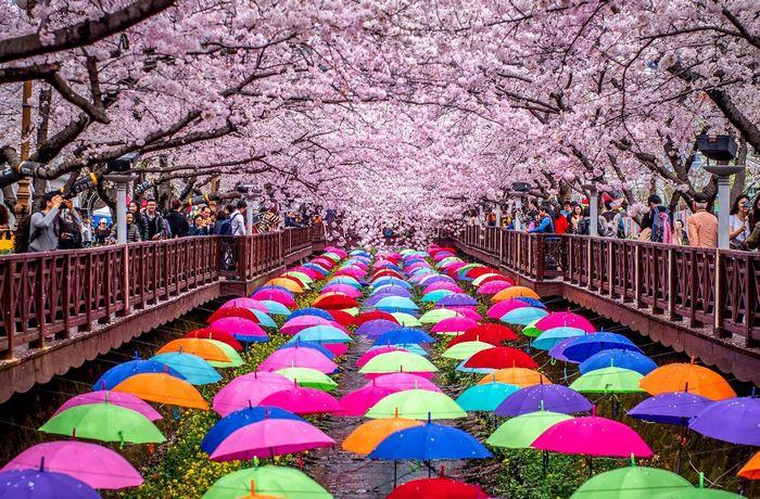 Thành phố Jinhae, Lễ hội hoa anh đào lớn nhất Hàn Quốc