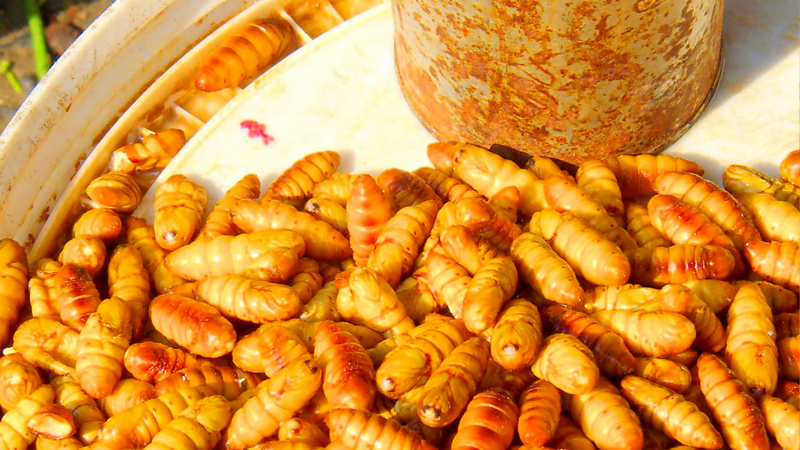 nhộng ong rừng, ẩm thực mù cang chải