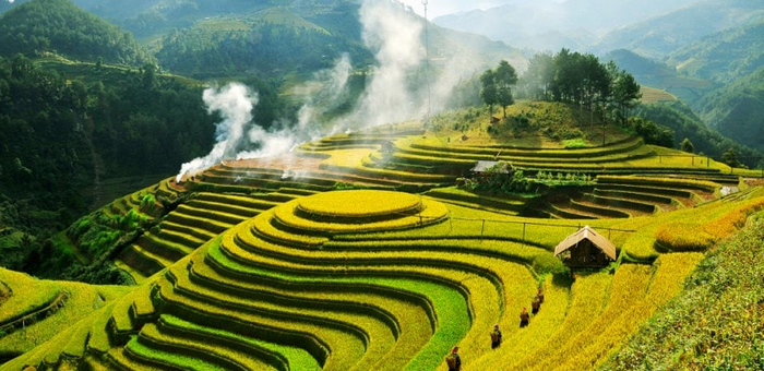 sóng vàng trên non mù cang chải