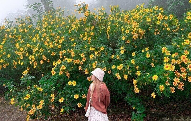 Rừng thông bản Ba Phách