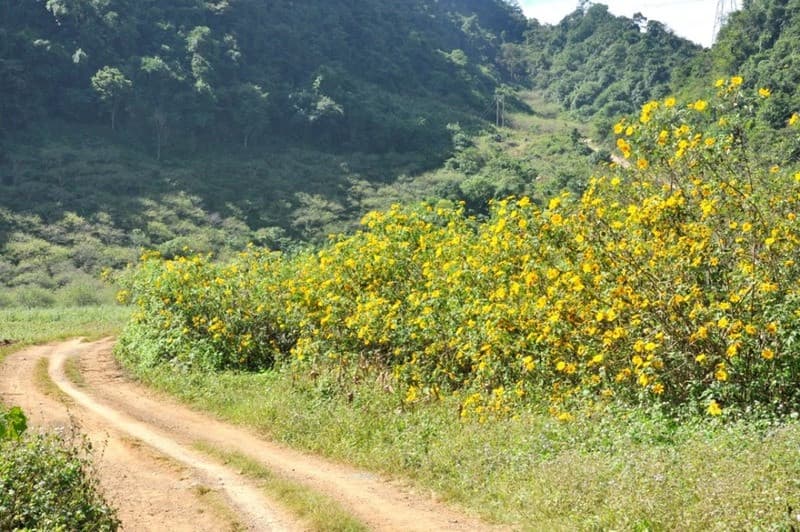 Đồi chè trái tim