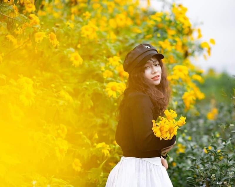thời gian lý tưởng chụp hoa dã quỳ mộc châu
