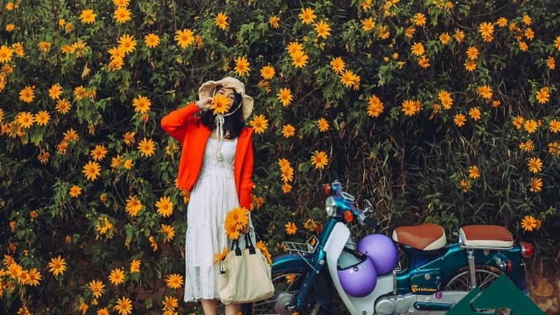 mẹo chụp ảnh hoa dã quỳ mộc châu