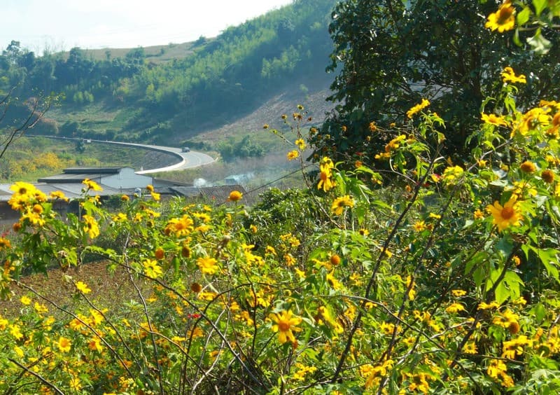 Sắc vàng của hoa dã quỳ tô điểm cho một vùng non cao