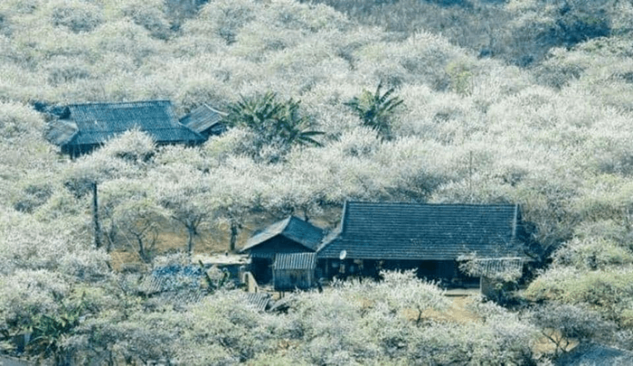 hoa mận mộc châu 