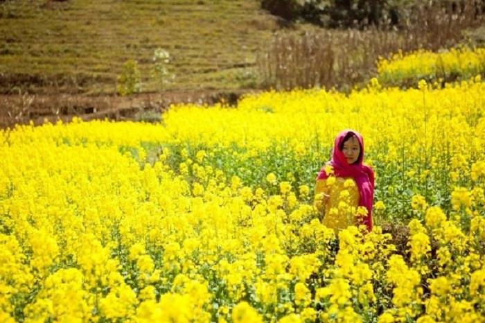 cánh đồng cải vàng hà giang