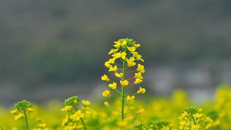 hoa cải vàng hà giang