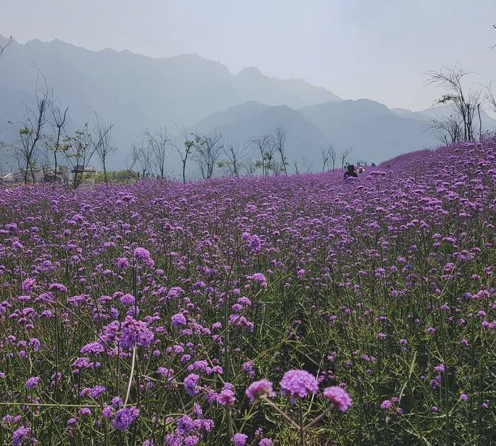 cánh đồng hoa tím mã tiền thảo - sapa