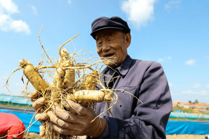 sâm trường bạch cát lâm