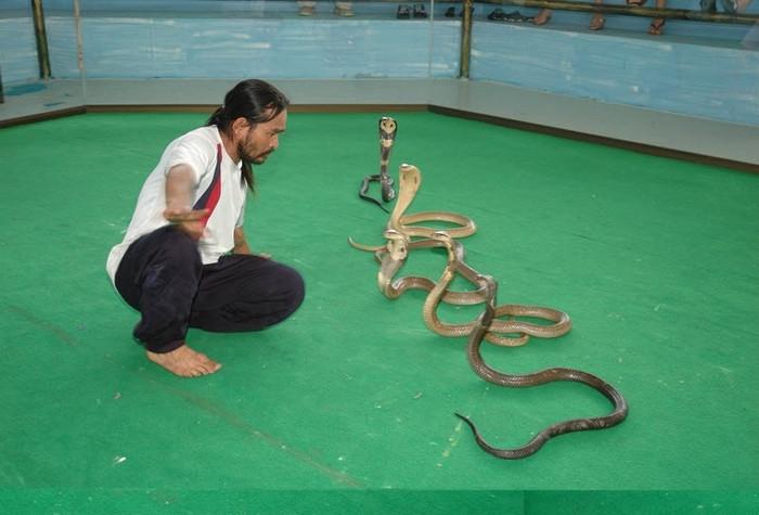 Viện nghiên cứu Hoàng Gia Snake Farm