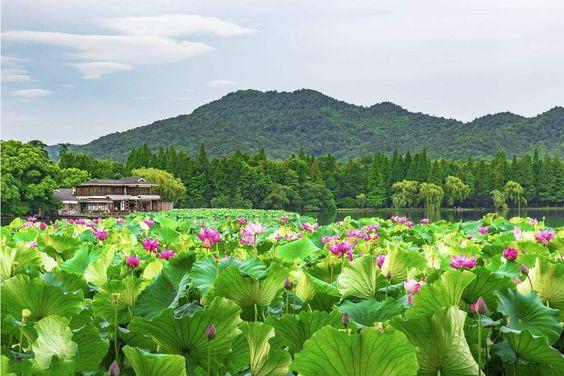 ngắm hoa sen tây hồ hàng châu