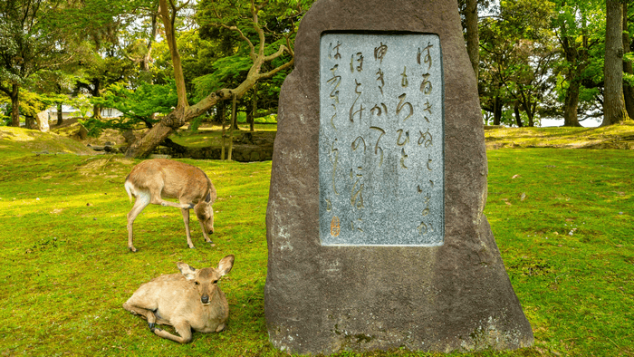 Hươu Sika, công viên Nara, du lịch nara