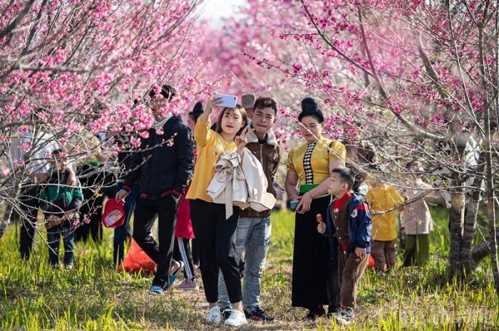 ngắm hoa xuân khi du lịch điện biên tháng 1