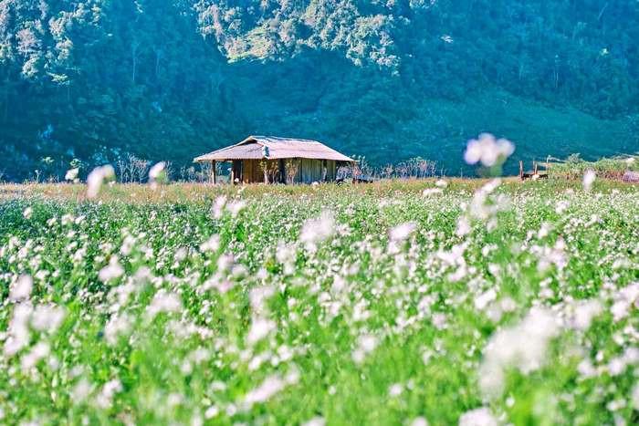 tour Mộc Châu đầu xuân