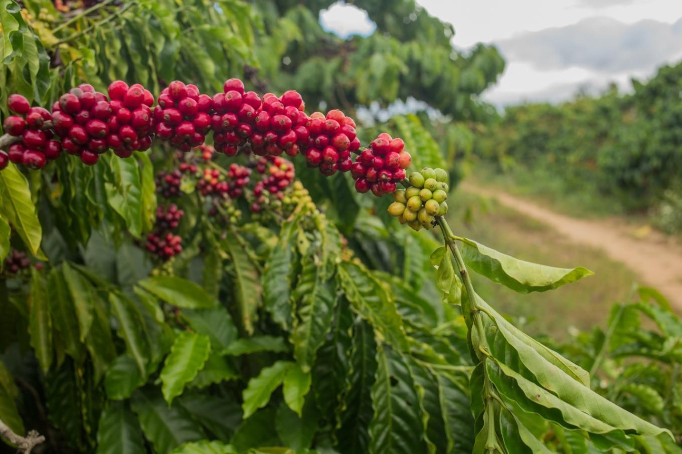 rừng cà phê buôn ma thuột