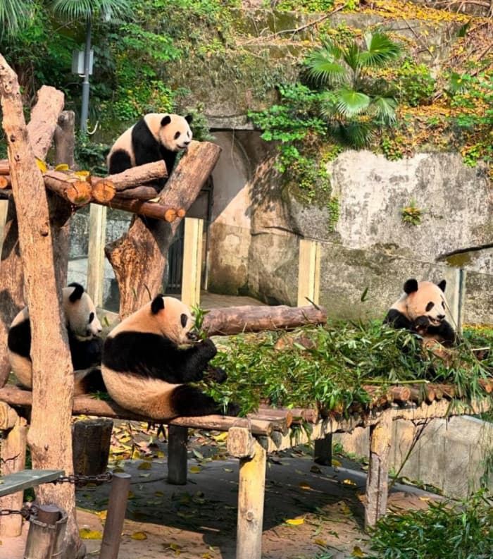 Tham quan trải nghiệm tại sở thủ Trùng Khánh