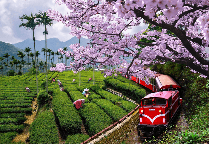 Núi Alishan, tour du lịch Đài Loan