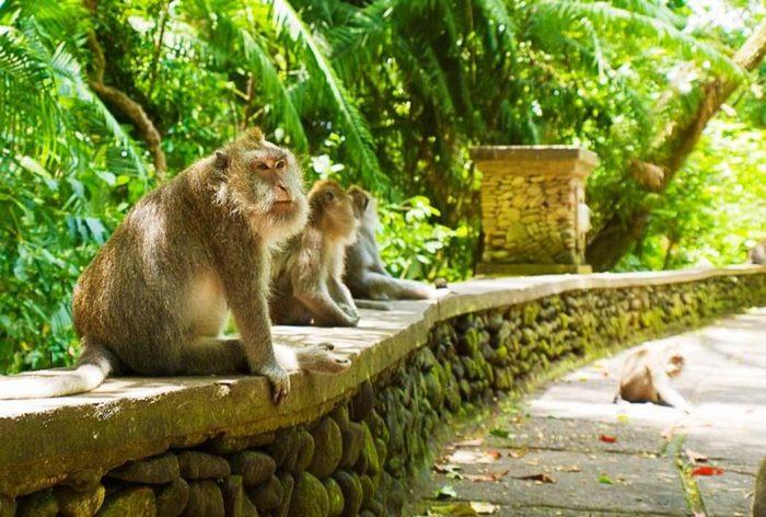 Rừng khỉ ở Ubud