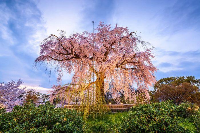 Công viên Maruyama, Hoa anh đào Hokkaido