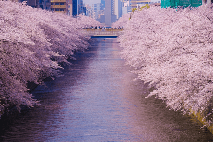 Sông Meguro,Hoa anh đào Tokyo