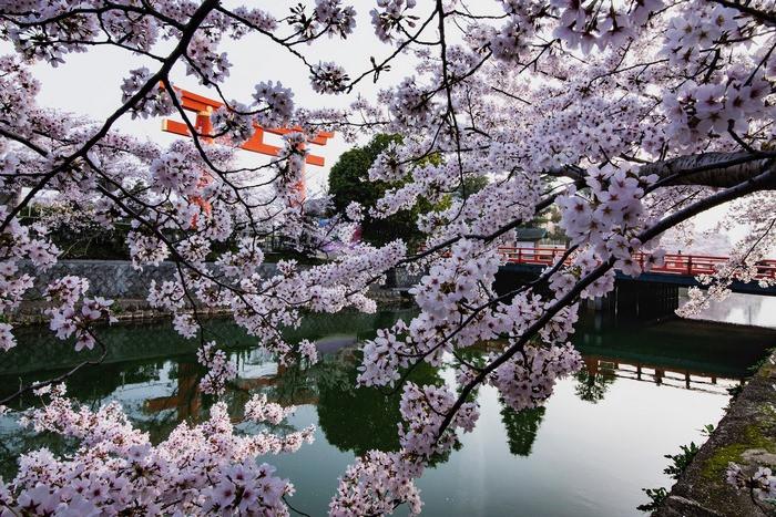 hoa anh đào tại Kyoto