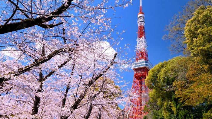 Hoa anh đào Tokyo, tour ngắm hoa anh đào nhật bản