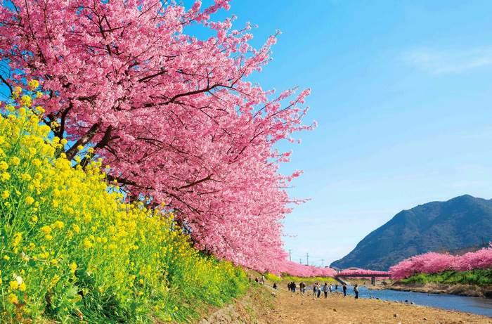 Hoa anh đào Kawazu, du lịch Nhật Bản mùa hoa anh đào