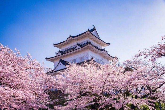 Hoa anh đào ở Kanagawa, Công Viên Odawara Castle