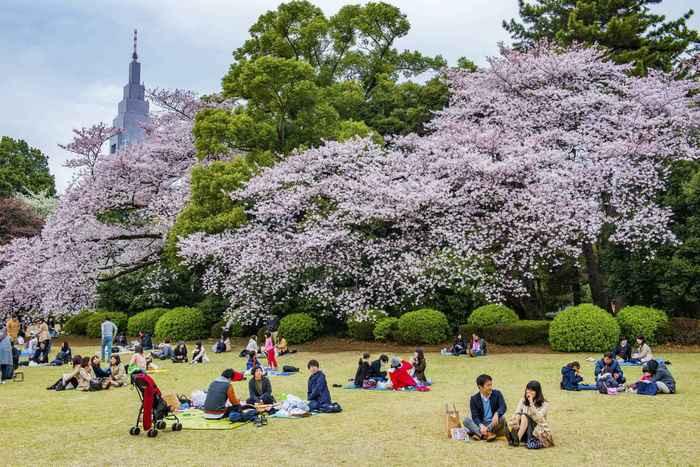 Công viên Ueno, hoa anh đào Tokyo