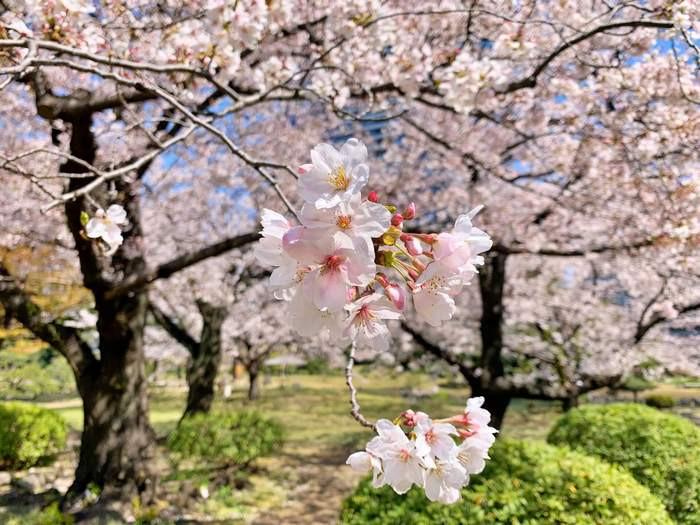 Hoa Sakura Nhật Bản, Somei Yoshino