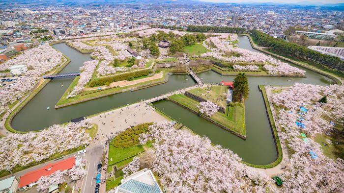 Di tích Goryokaku, Hoa anh đào Hokkaido