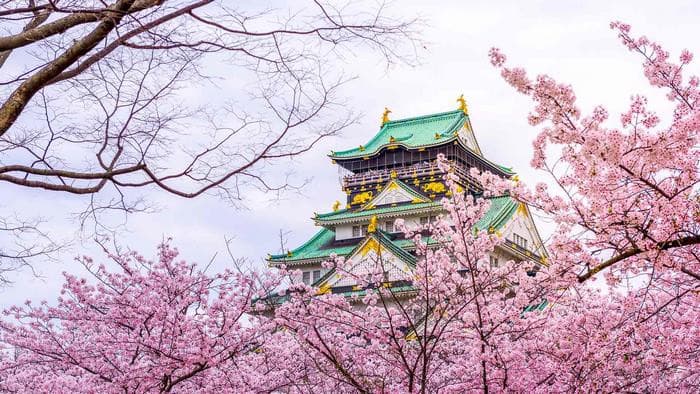 Lâu đài Osaka,Hoa anh đào ở Osaka