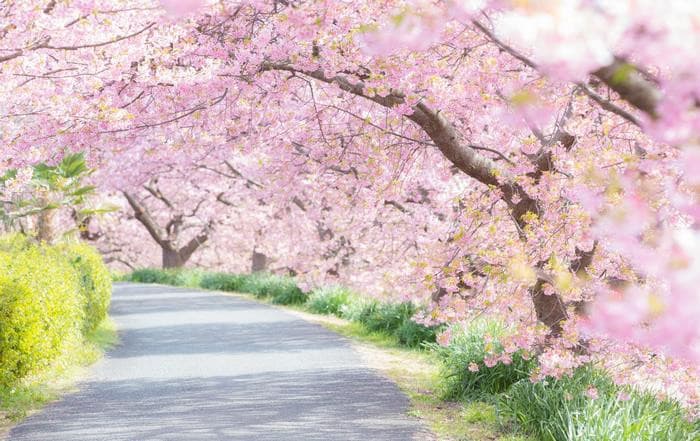 Lễ Hội Hoa Anh Đào Tại Miharu Takizakura