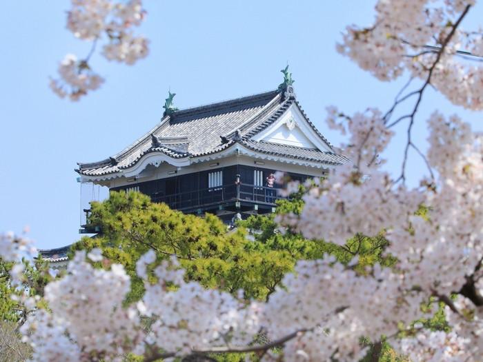 Lâu đài Okazaki, địa điểm ngắm hoa anh đào đẹp nhất